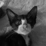 Chats et chatons 1 en noir et blanc